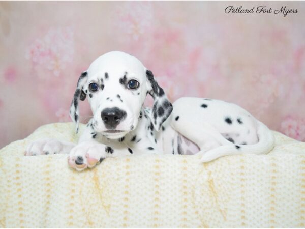 Dalmatian DOG Female Black & White 22417 Petland Fort Myers, Florida