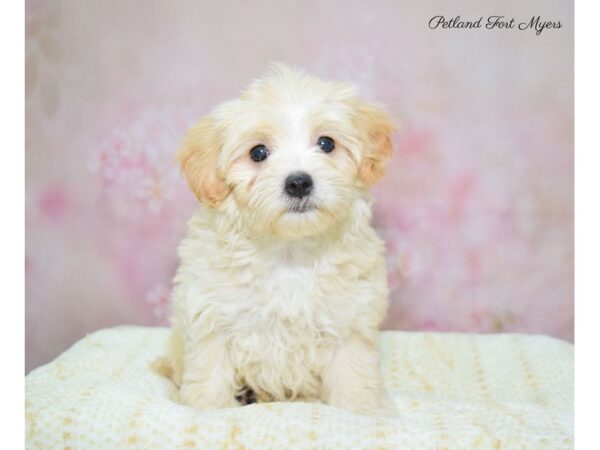 Maltipoo (Maltese/Poodle)-DOG-Female-Cream-22414-Petland Fort Myers, Florida