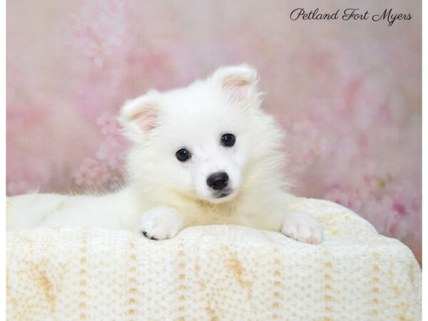 American Eskimo DOG Female White 22413 Petland Fort Myers, Florida