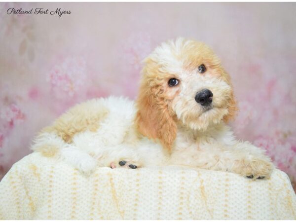 Goldendoodle DOG Male Apricot & White 22411 Petland Fort Myers, Florida