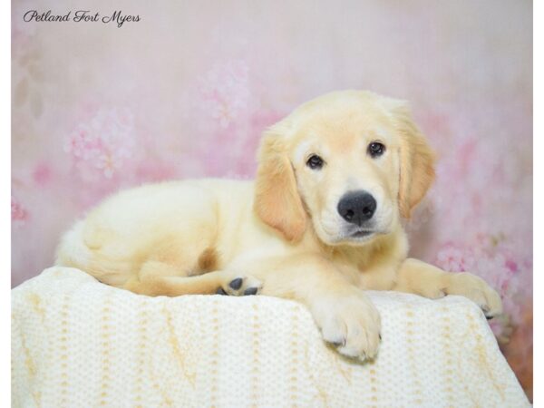 Golden Retriever DOG Male Golden 22410 Petland Fort Myers, Florida