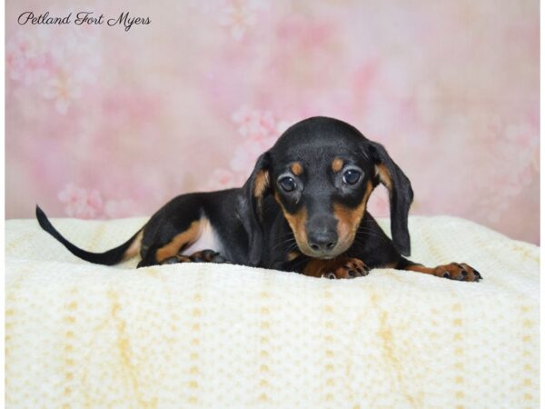 Dachshund-DOG-Female-Black & Tan-22408-Petland Fort Myers, Florida