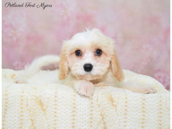 Cavachon (Cavalier/Bichon) DOG Male Blenheim 22407 Petland Fort Myers, Florida