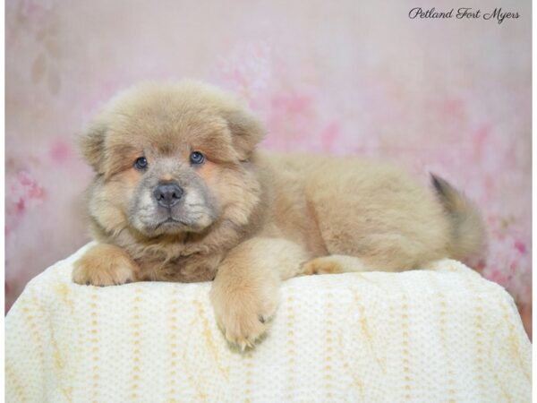 Chow Chow DOG Male Blue Fawn 22406 Petland Fort Myers, Florida