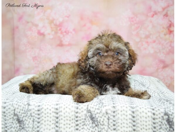 Hava-Poo DOG Female Brindle 22440 Petland Fort Myers, Florida