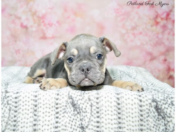 French Bulldog DOG Female Blue & Tan 22439 Petland Fort Myers, Florida