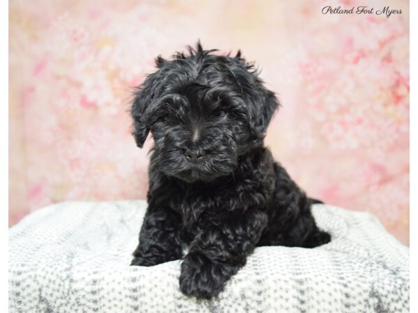 Yorkie-Poo DOG Male 221101-03 22437 Petland Fort Myers, Florida