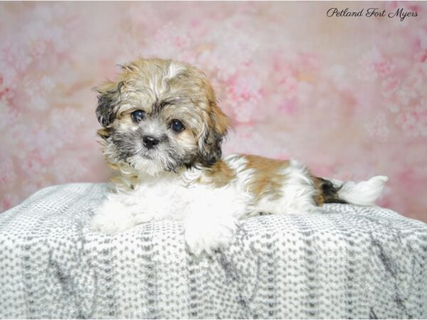 Teddy Bear (Zuchon) DOG Female White Black & Tan 22436 Petland Fort Myers, Florida