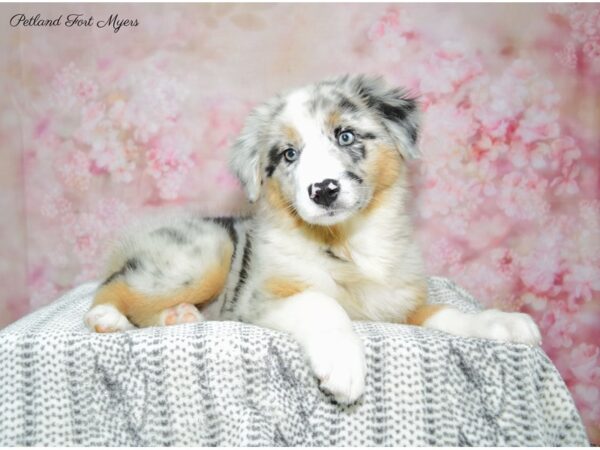 Australian Shepherd DOG Female Blue Merle 22434 Petland Fort Myers, Florida