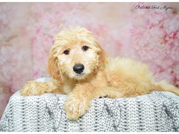 Goldendoodle DOG Male Apricot 22431 Petland Fort Myers, Florida