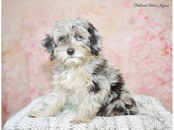 Miniature Australian Shepherd/Poodle DOG Male Blue Merle 22433 Petland Fort Myers, Florida