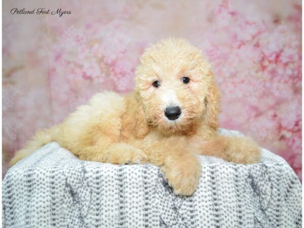 Goldendoodle DOG Female Apricot 22430 Petland Fort Myers, Florida