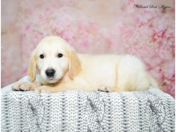 Golden Retriever DOG Male Golden 22429 Petland Fort Myers, Florida