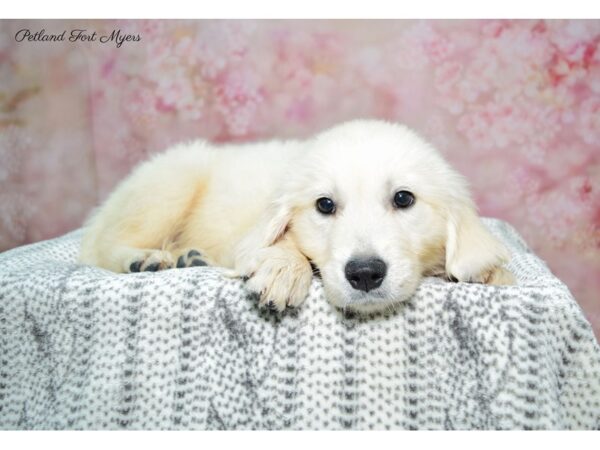 Golden Retriever DOG Female Golden 22428 Petland Fort Myers, Florida