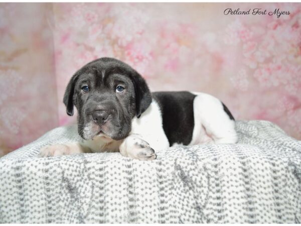 Sharpeagle-DOG-Female-Black & White-22427-Petland Fort Myers, Florida