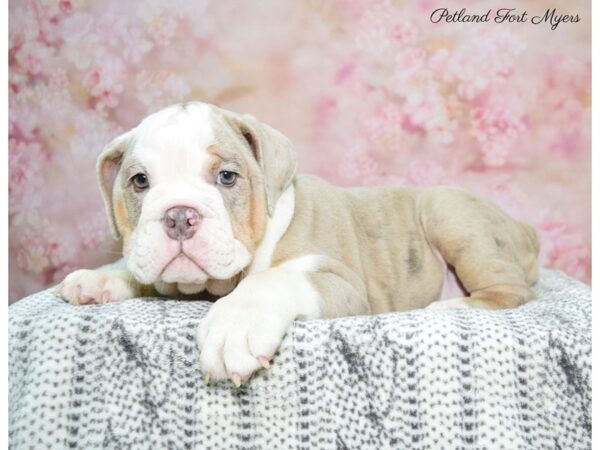 English Bulldog DOG Female Lilac Merle 22450 Petland Fort Myers, Florida