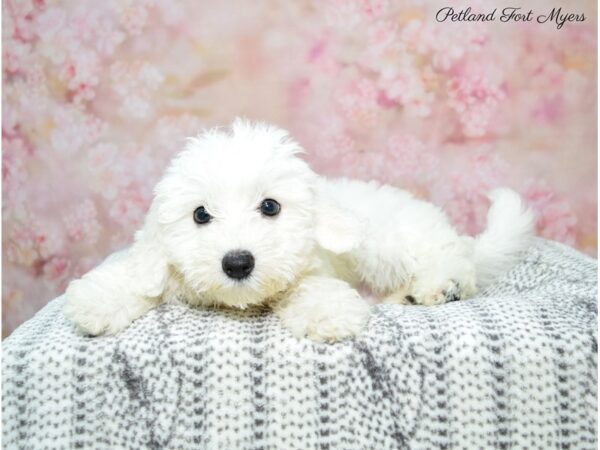 Coton De Tulear DOG Male White 22448 Petland Fort Myers, Florida