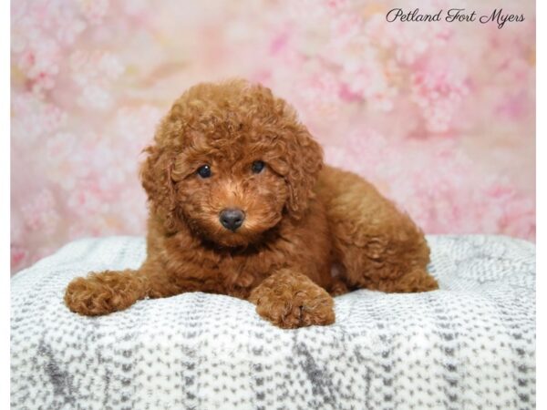 Poodle DOG Female Red 22446 Petland Fort Myers, Florida