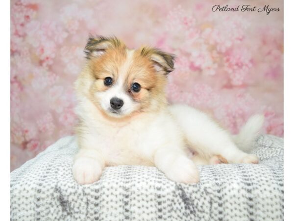 Pomeranian DOG Male Br & White 22445 Petland Fort Myers, Florida