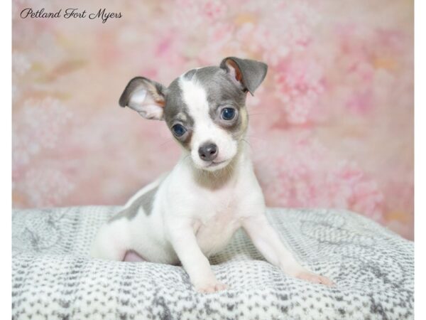 Chihuahua DOG Female Black & White 22444 Petland Fort Myers, Florida