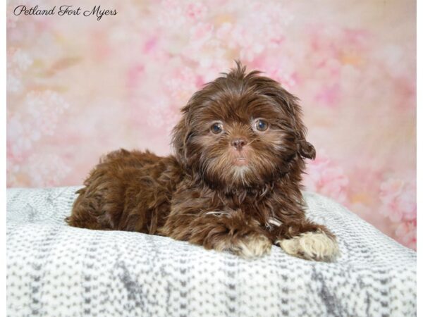 Shih-Poo (Shih Tzu/Poodle) DOG Female Chocolate 22443 Petland Fort Myers, Florida