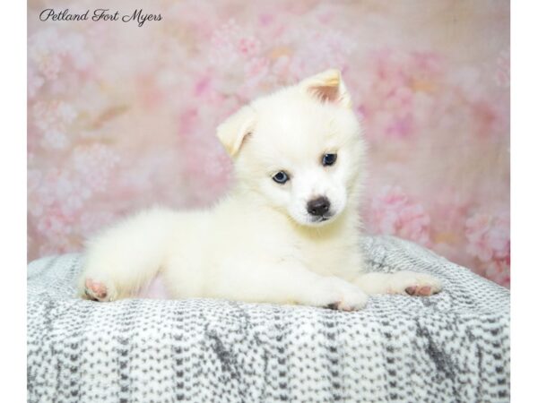 Pomsky 2nd Gen DOG Male White 22442 Petland Fort Myers, Florida