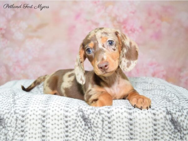 Dachshund DOG Female Chocolate, Dapple 22441 Petland Fort Myers, Florida