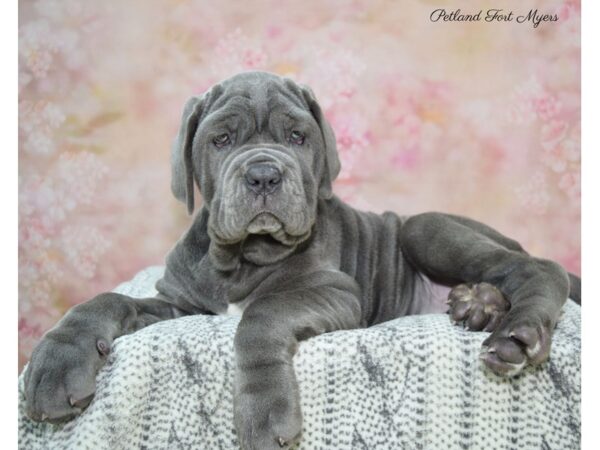 Neapolitan Mastiff DOG Female Blue 22465 Petland Fort Myers, Florida