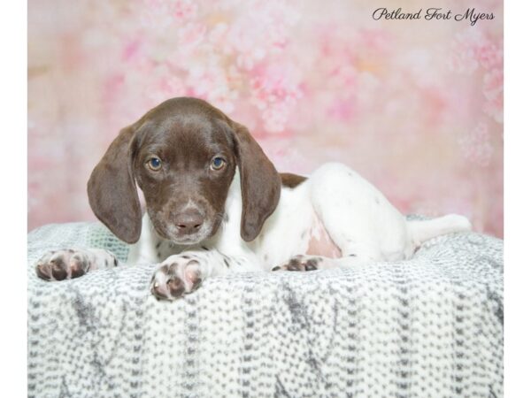 German Shorthair Pointer-DOG-Female-White & Liver-22464-Petland Fort Myers, Florida