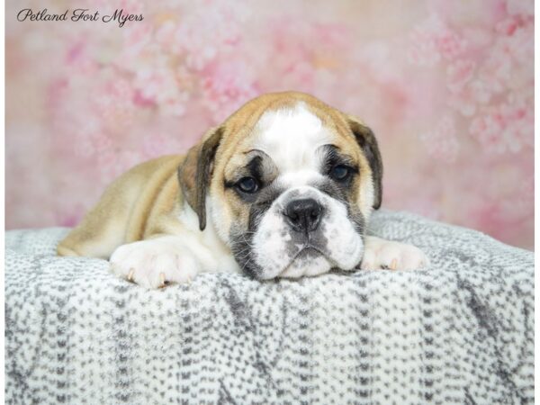 Bulldog DOG Male Red & White 22462 Petland Fort Myers, Florida