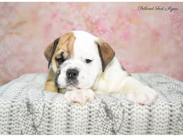 Bulldog DOG Male Red & White 22461 Petland Fort Myers, Florida