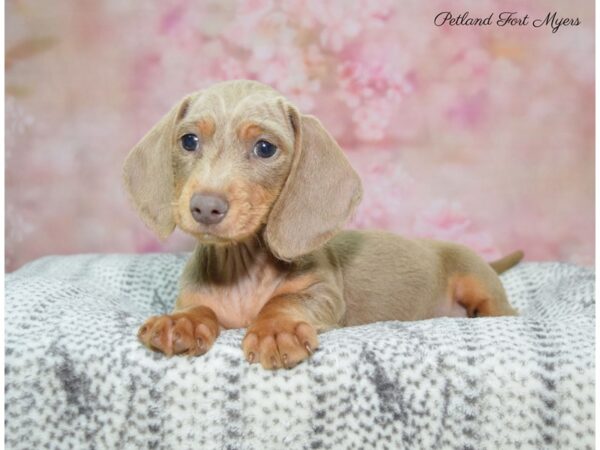 Dachshund DOG Female Isabella 22460 Petland Fort Myers, Florida