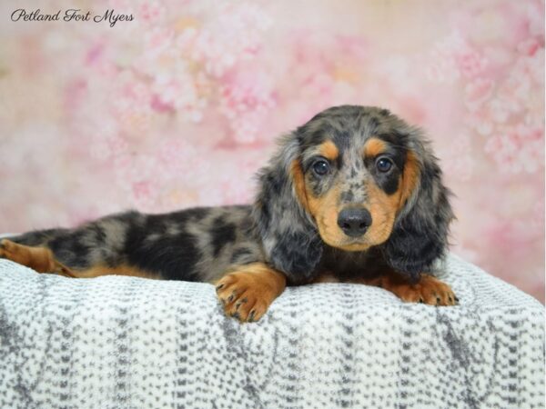 Dachshund DOG Male Blue Dapple 22459 Petland Fort Myers, Florida