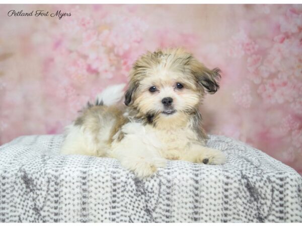 Maltese/Shih Tzu DOG Female Chocolate & White 22458 Petland Fort Myers, Florida