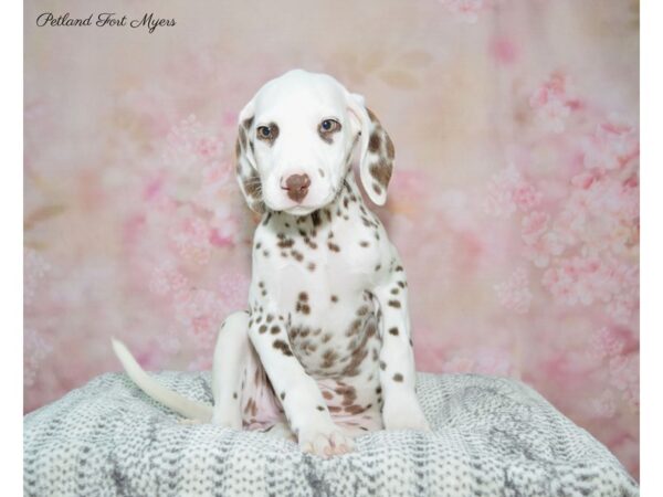 Dalmatian DOG Female Chocolate & White 22457 Petland Fort Myers, Florida