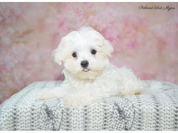 Maltese DOG Male White 22456 Petland Fort Myers, Florida