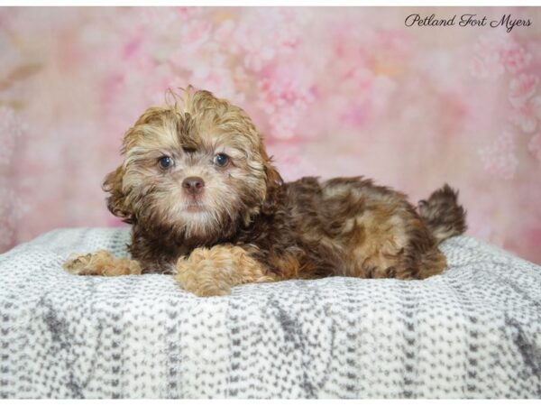 Mini Poodle/Shih Tzu DOG Female Br 22455 Petland Fort Myers, Florida