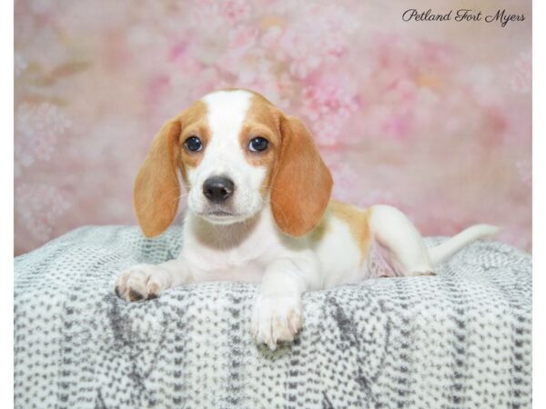 Beagle DOG Female Lemon & White 22454 Petland Fort Myers, Florida