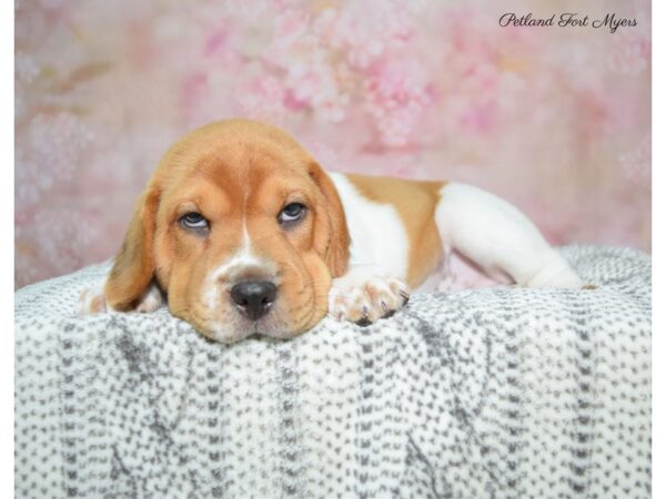 Sharpeagle DOG Male Brown & White 22453 Petland Fort Myers, Florida