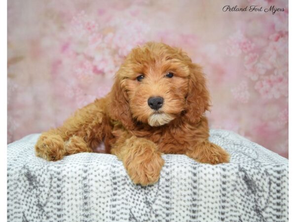 Poodle Mini/Goldendoodle Mini DOG Female Red 22452 Petland Fort Myers, Florida