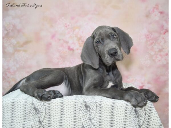 Great Dane DOG Female Bl 22490 Petland Fort Myers, Florida