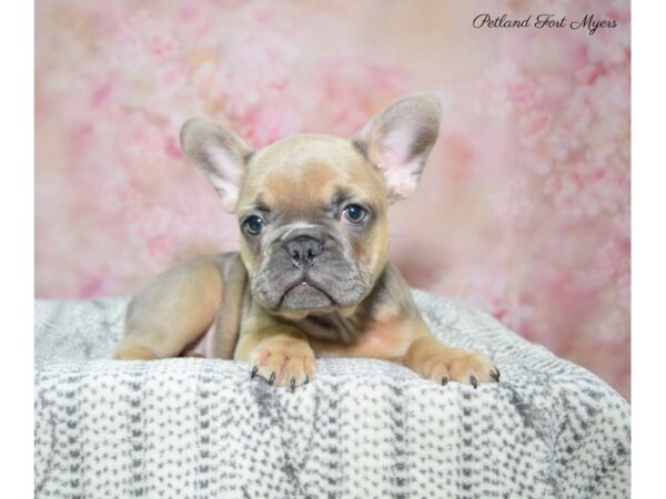 French Bulldog DOG Female Bl Fawn 22489 Petland Fort Myers, Florida