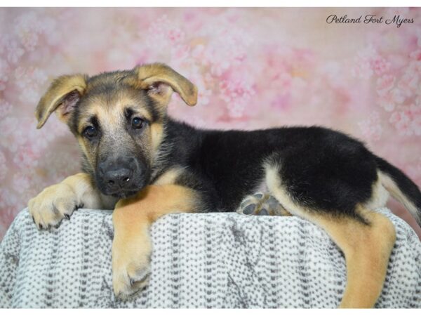 German Shepherd DOG Male Black & Silver 22486 Petland Fort Myers, Florida