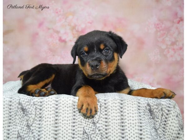 Rottweiler DOG Female Black & Tan 22485 Petland Fort Myers, Florida