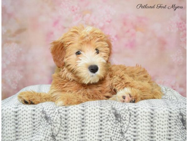 Whoodle DOG Female Cream 22484 Petland Fort Myers, Florida