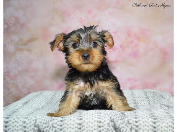 Yorkshire Terrier DOG Male Black & Tan 22483 Petland Fort Myers, Florida