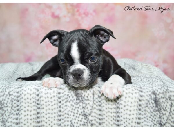 Boston Terrier DOG Female Black & White 22482 Petland Fort Myers, Florida