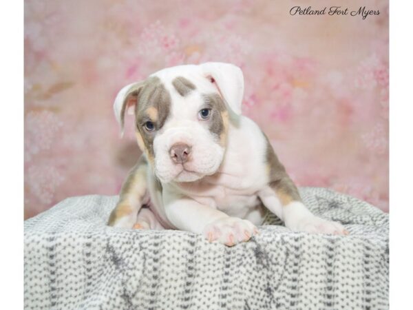 Victorian Bulldog DOG Male Fawn & White 22481 Petland Fort Myers, Florida