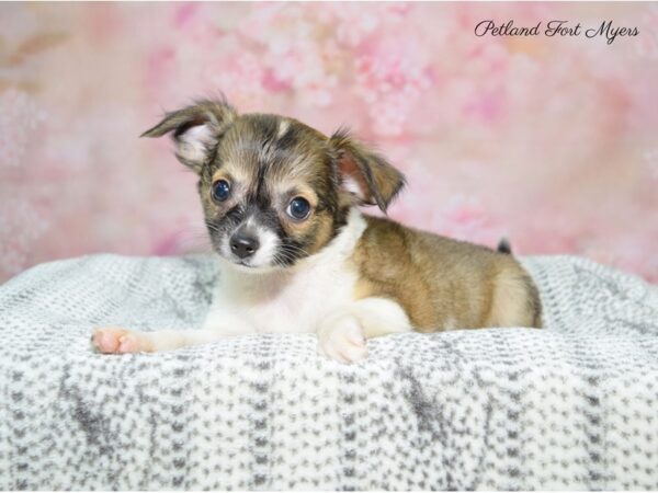 Chihuahua DOG Male Brindle & White 22479 Petland Fort Myers, Florida