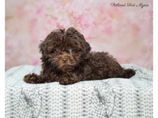 Mini Poodle/Shih Tzu DOG Female Chocolate 22478 Petland Fort Myers, Florida